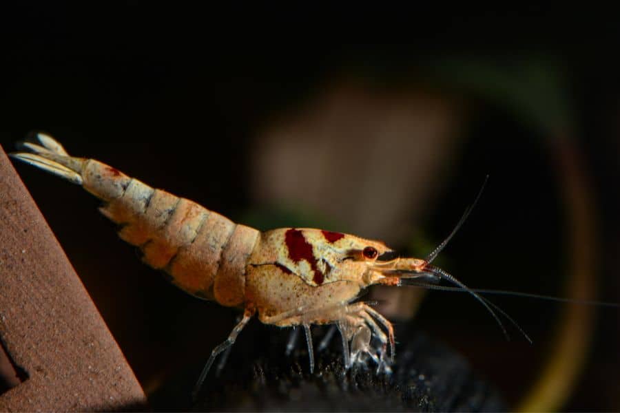Bee shrimp