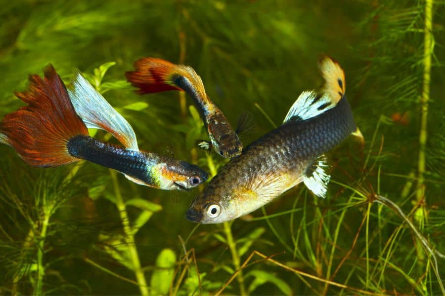 Benefits of Plants for Guppies