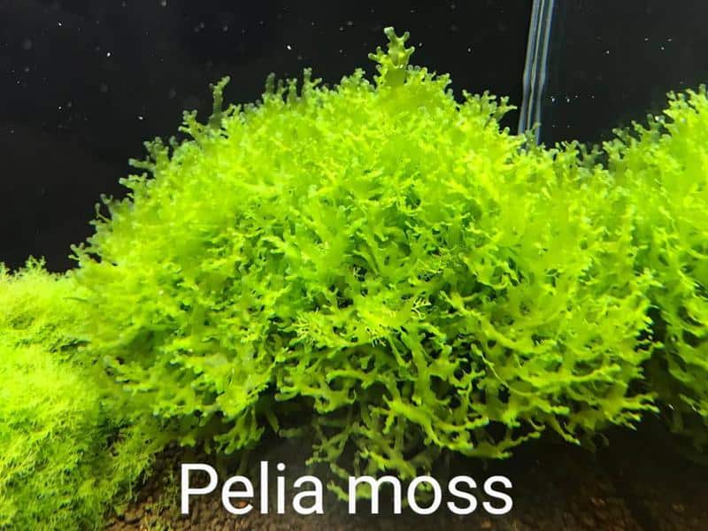 Pelia Moss (Monosolenium tenerum)