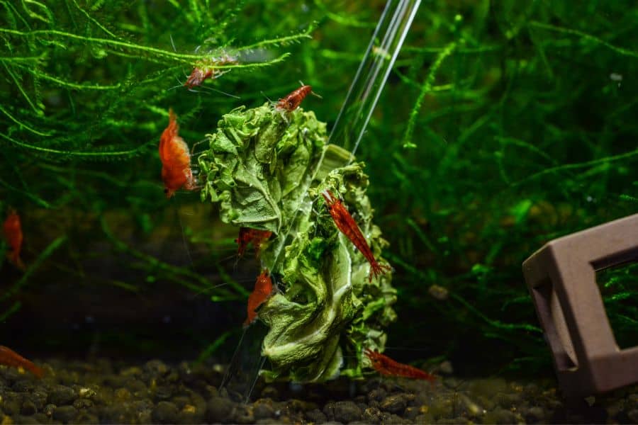What Do Aquarium Shrimp Eat