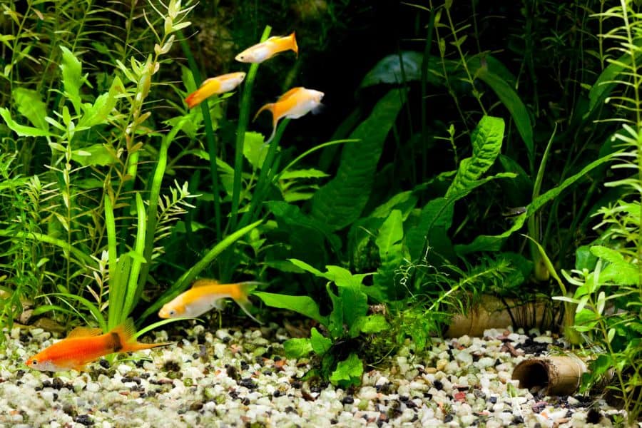 low light aquarium plants