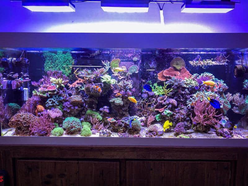 mature reef tank