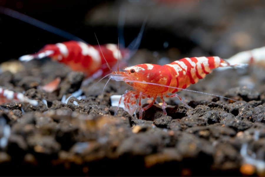 red fancy tiger dwarf shrimp