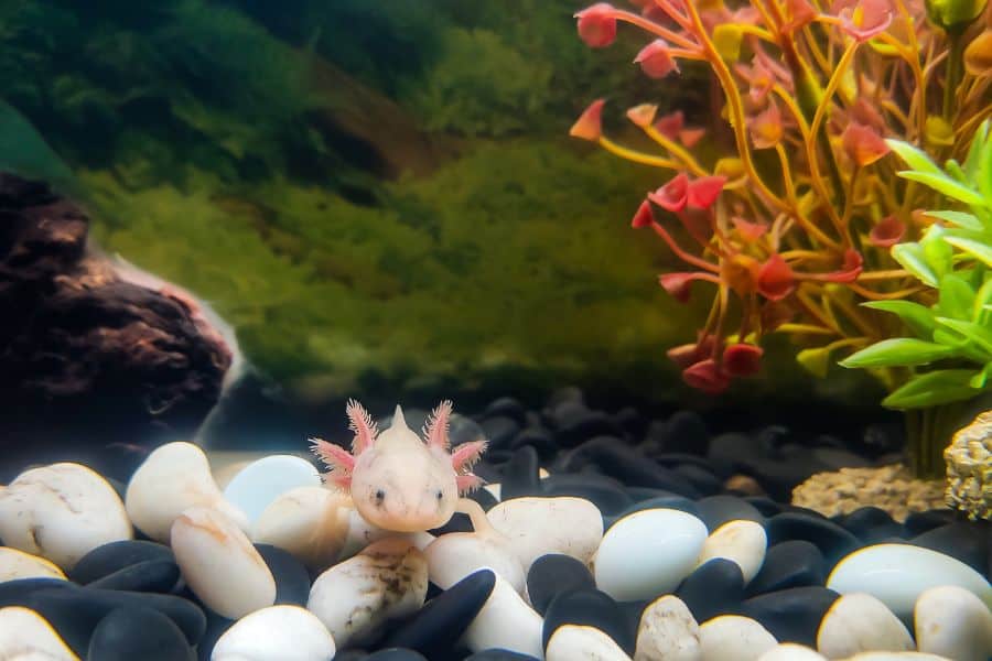 Axolotl in a tank