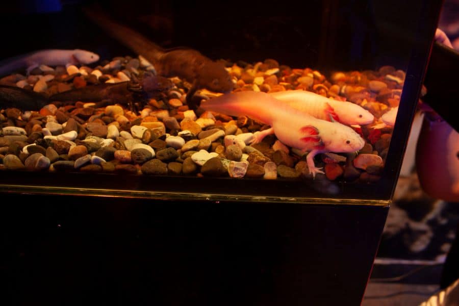 Axolotl inside fish tank