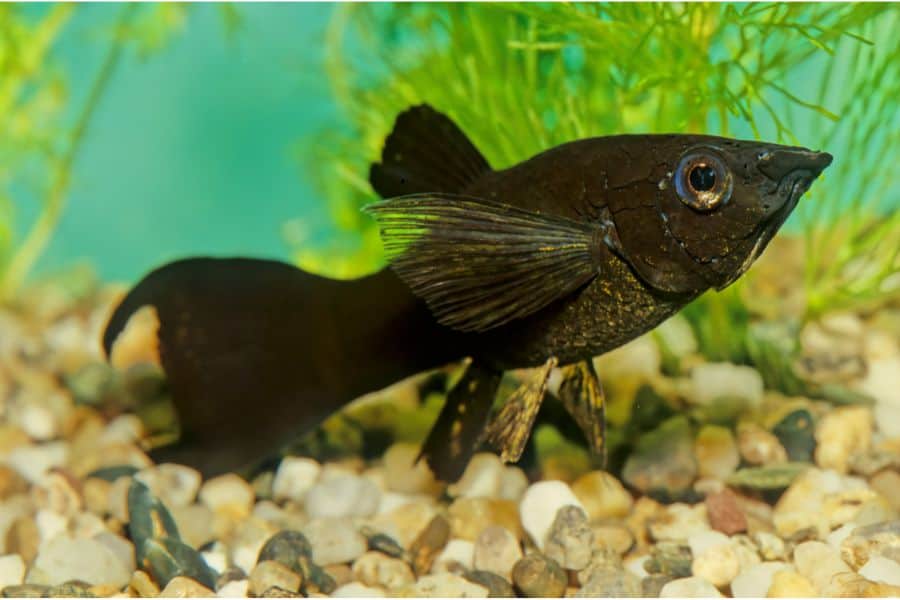 Black Molly Fish