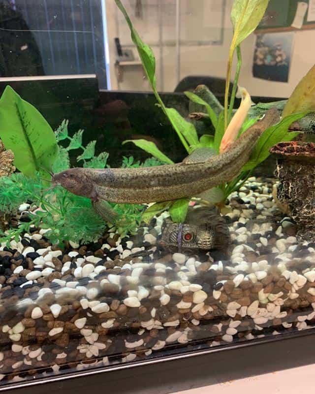 Dojo Loach in fish tank