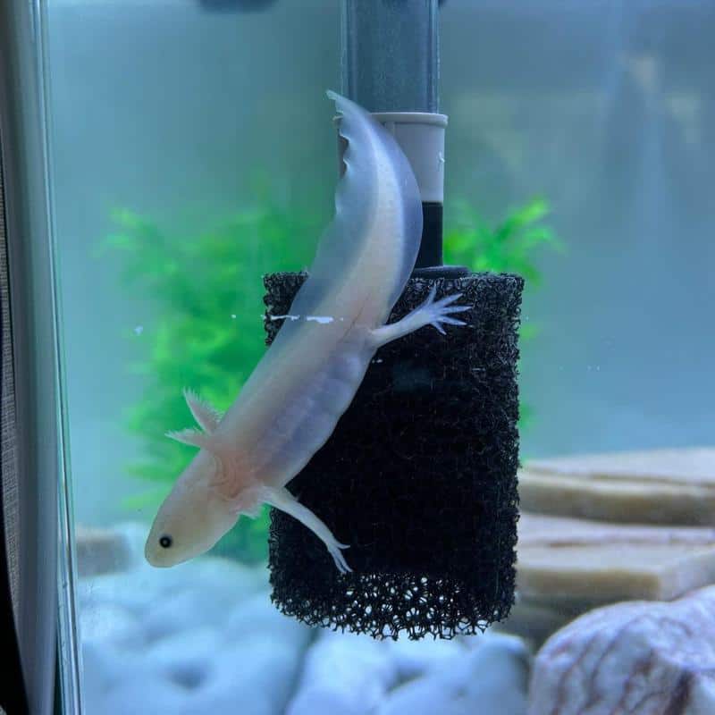 axolotl with Water Filtration System