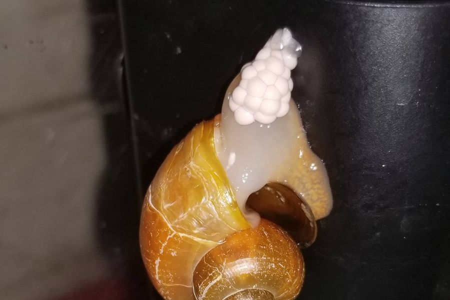 Aquarium Snail Eggs