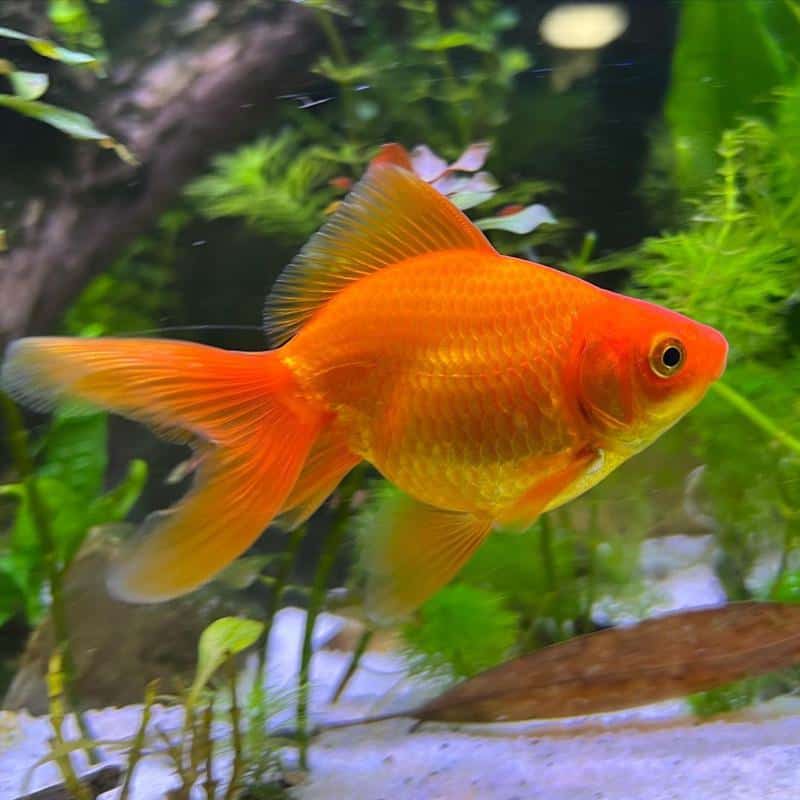 Fantail Goldfish in tank