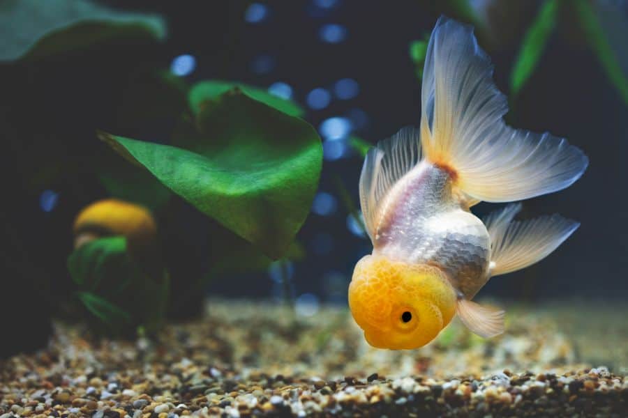 Lemon Head Oranda Goldfish