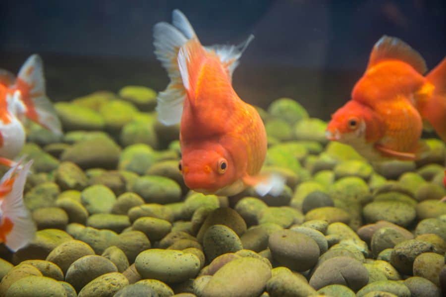 Ryukin Goldfish in tank