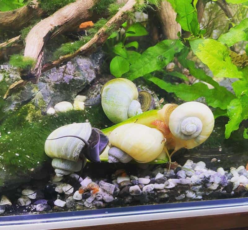 acaquarium snails eating vegetables