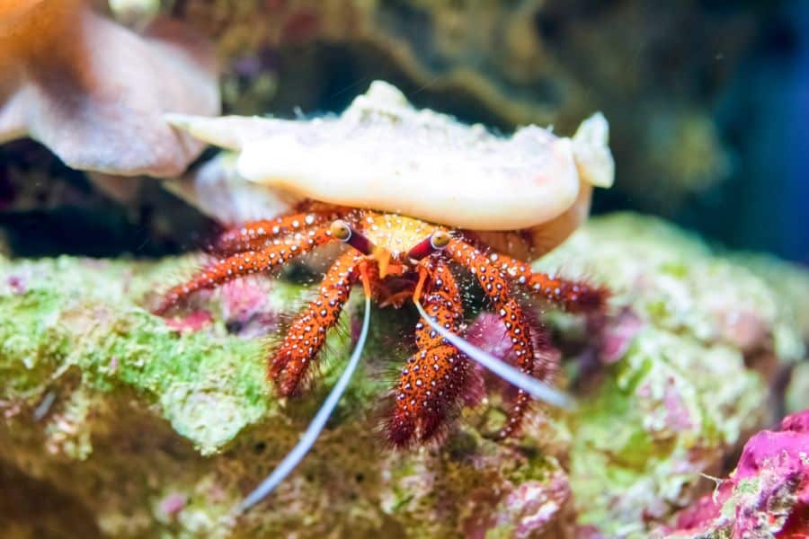 crabs in Aquarium