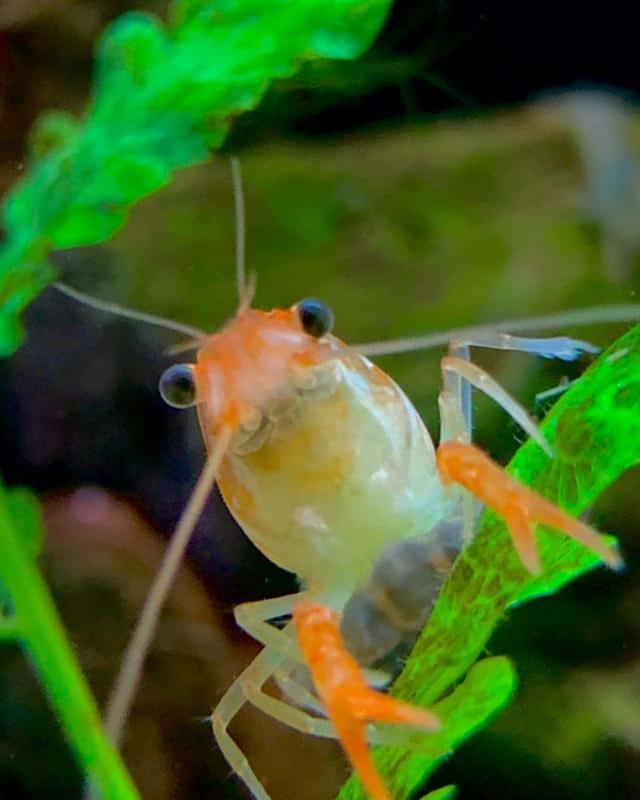 crayfish ready to eat