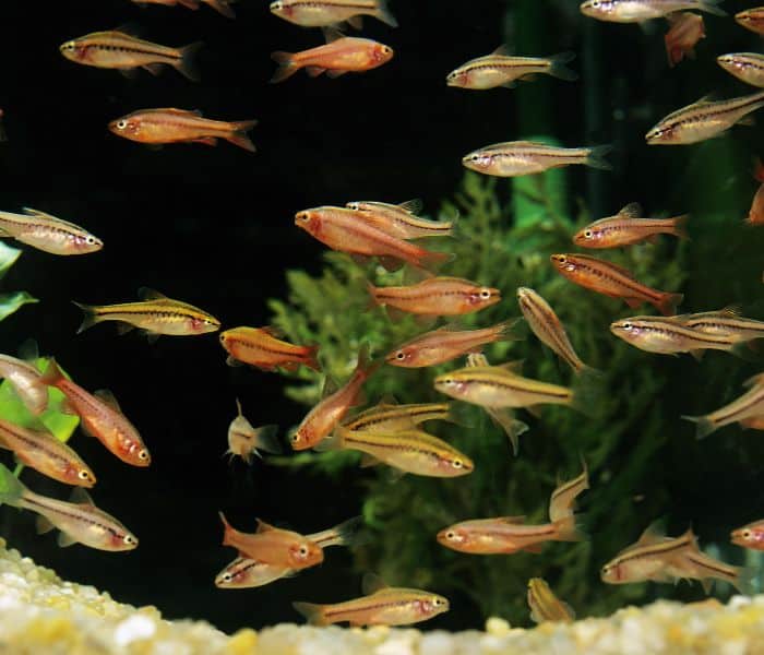 Cherry Barbs are schooling fish