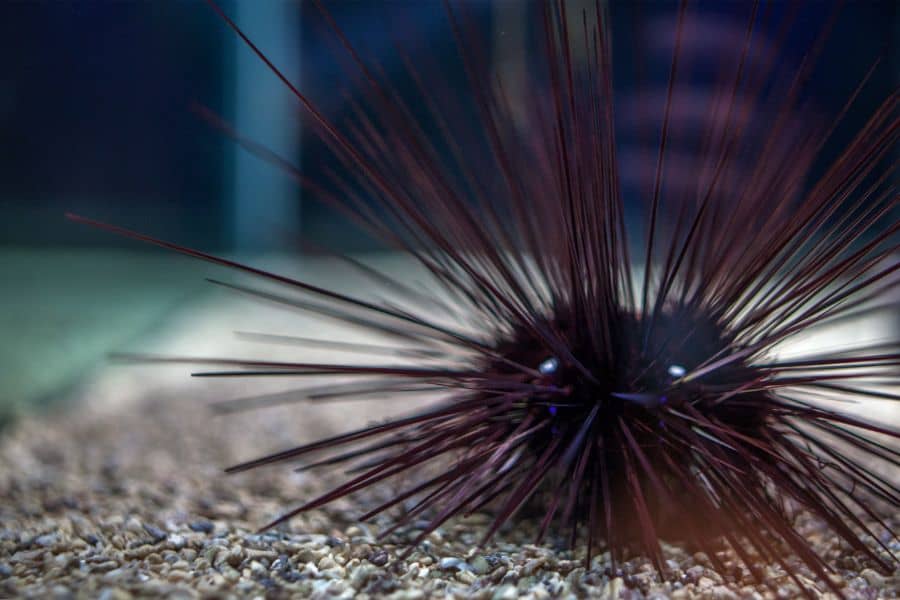 Diadema Sea Urchin