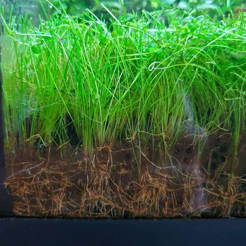 Dwarf Hairgrass Deep Root-Feeding Plants