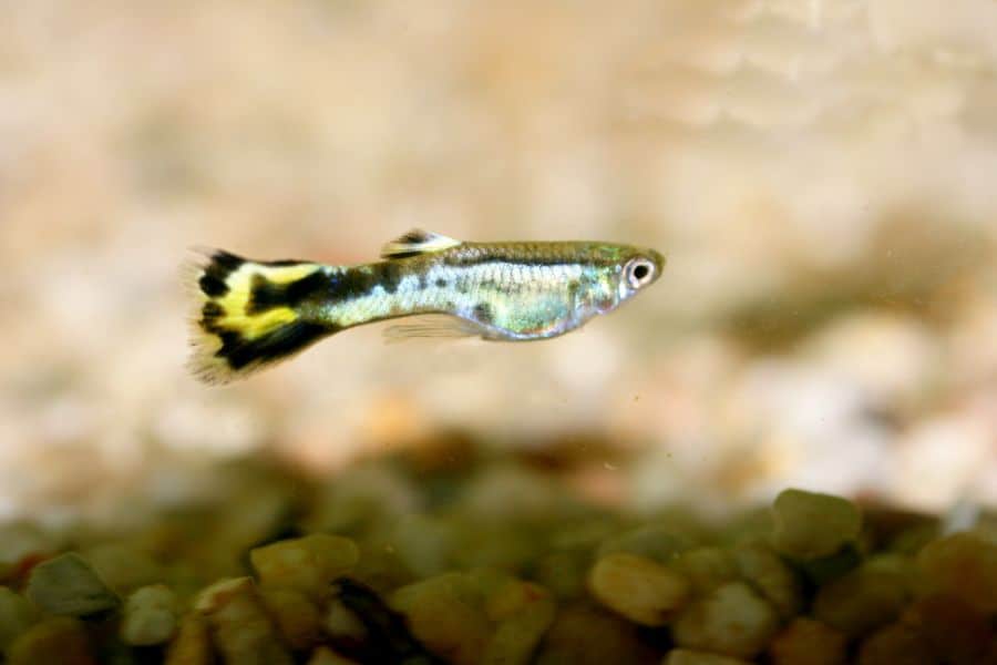 Flagtail Guppy