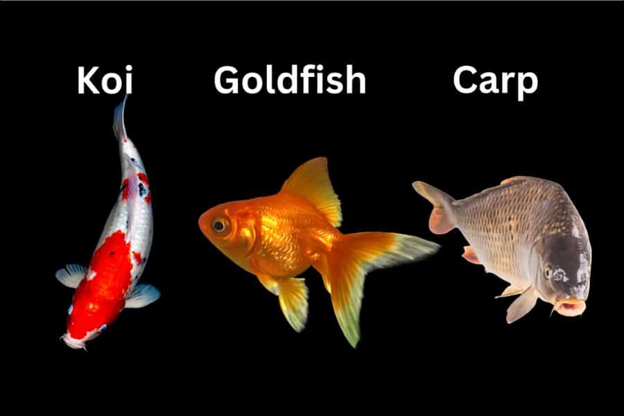 Koi vs goldfish vs carp