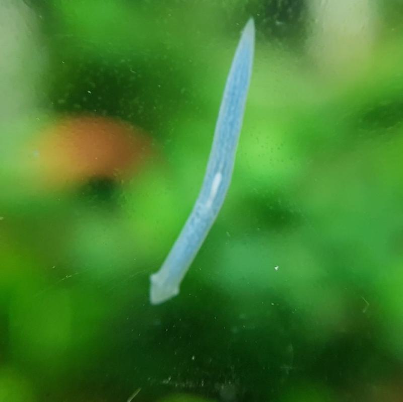 Planaria in fish tank