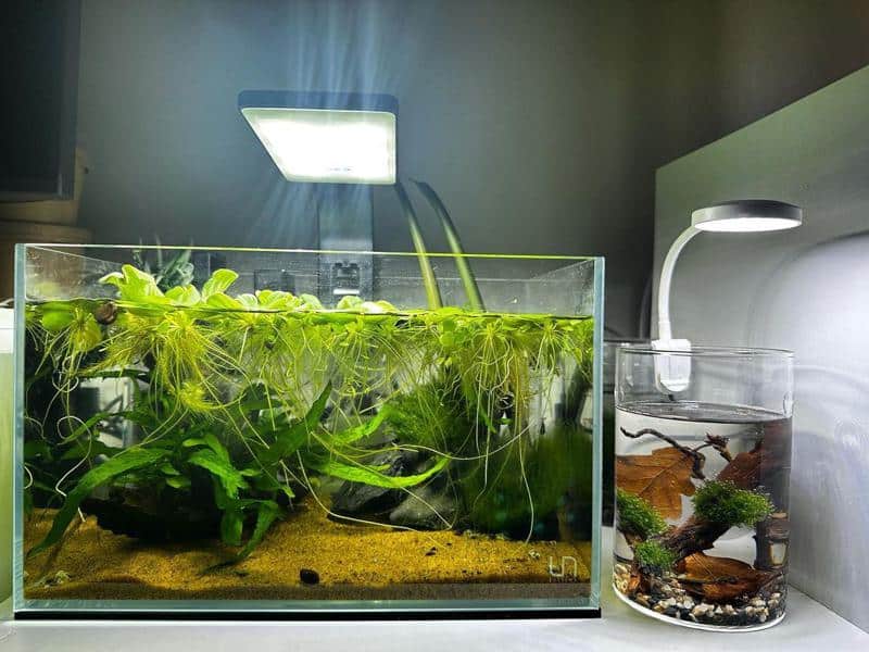 Planting Water Lettuce in Aquarium