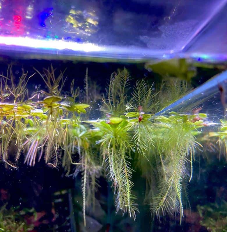Water Lettuce Growth in Aquarium