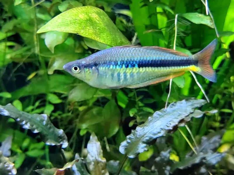 Axelrod Rainbowfish