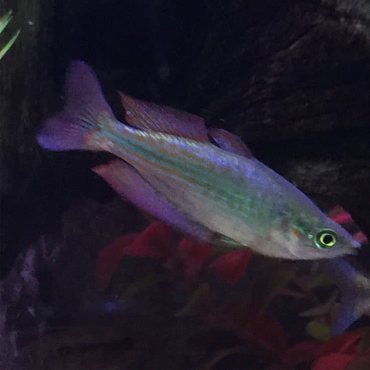 Murray River Rainbowfish