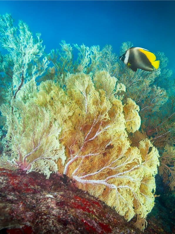 Tree Corals
