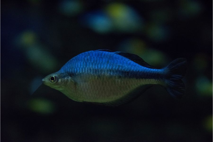 lake kutubu rainbowfish