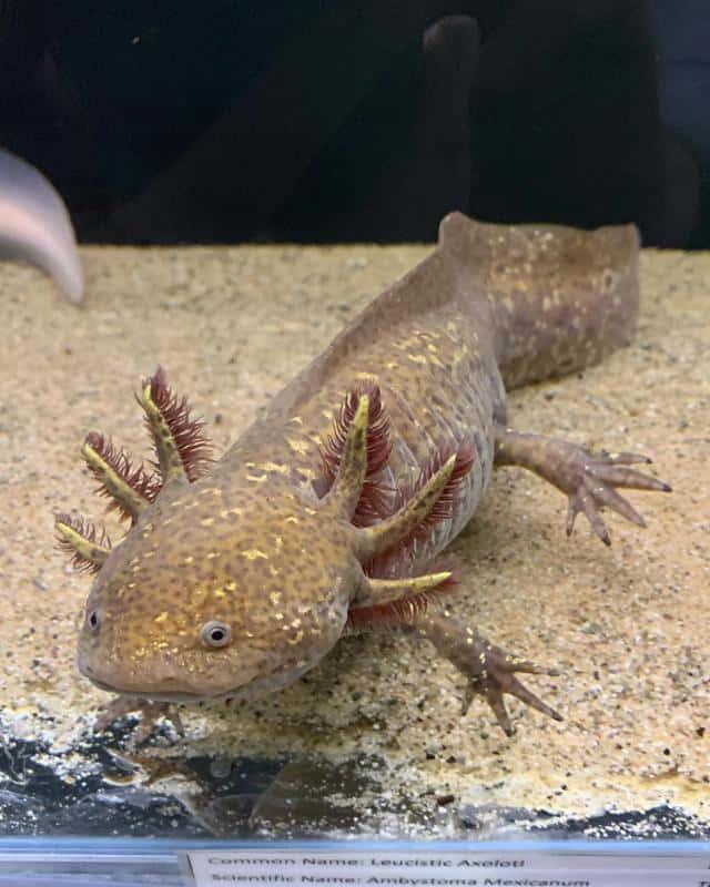 Copper Axolotl
