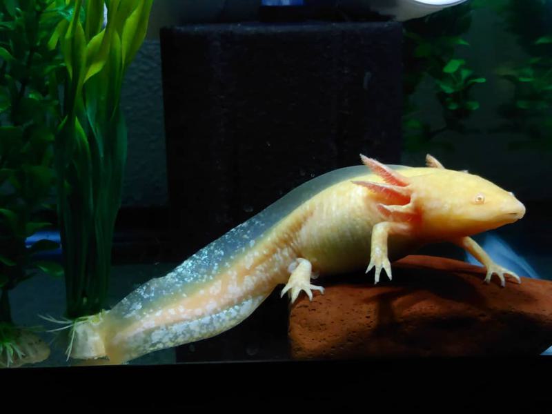 GFP Axolotl