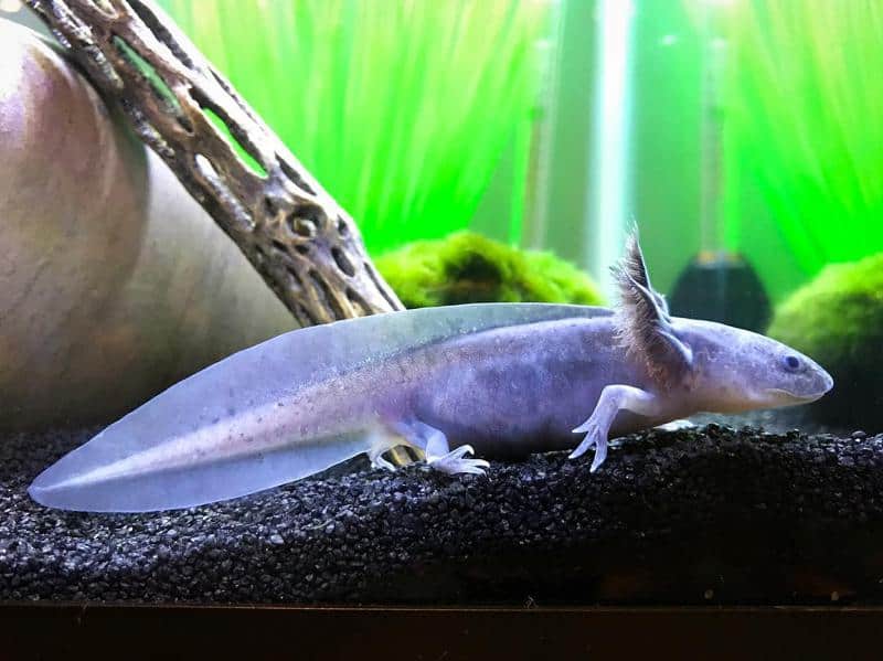 Lavender Axolotl