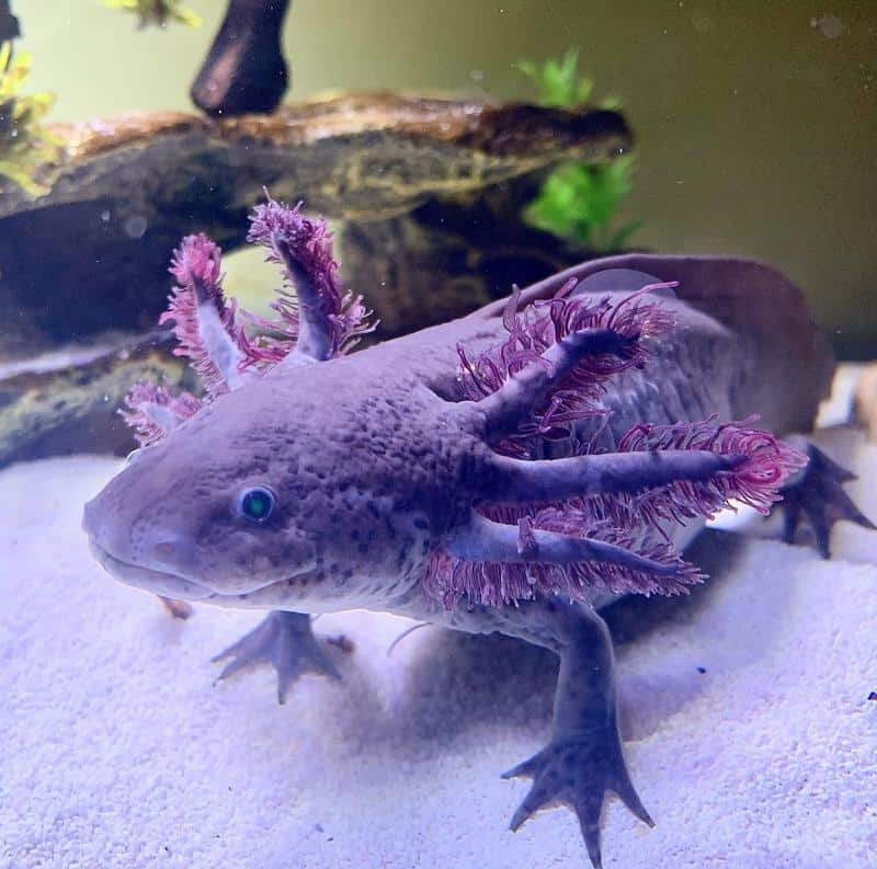 RLG Axolotl