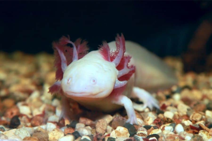 White Albino Axolotl